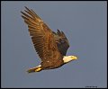 _4SB9043 bald eagle at sunrise